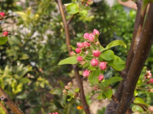 2010姫リンゴの花