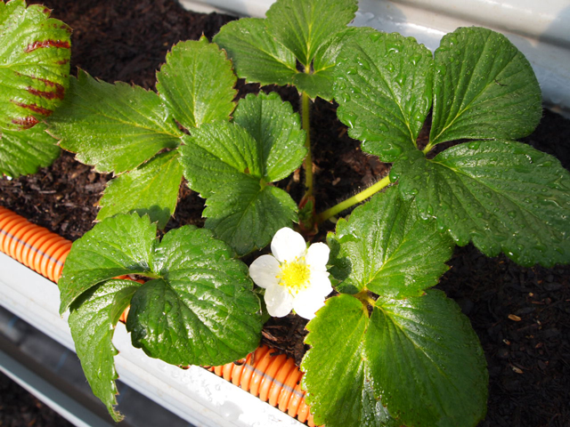 usagifarm4 usagifarm4