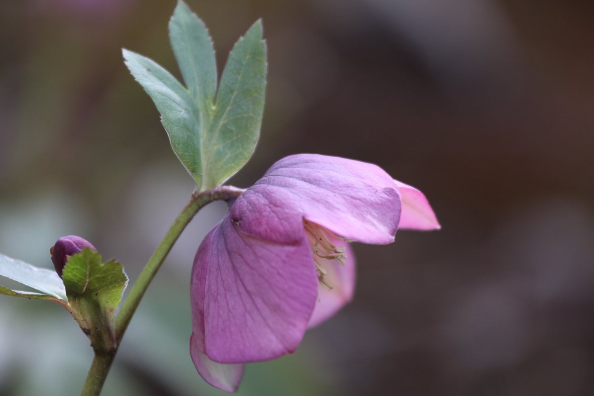 クリスマスローズ