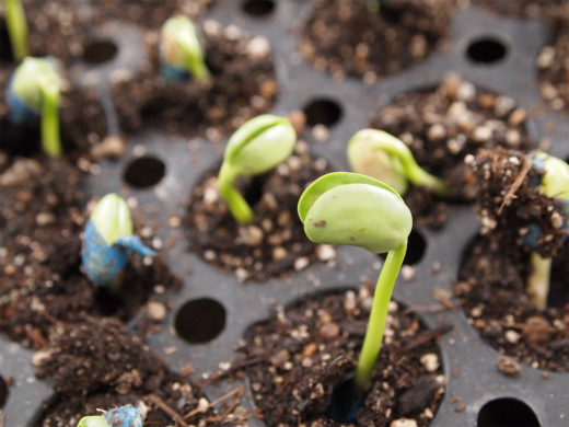 edamame23-4 edamame23-4