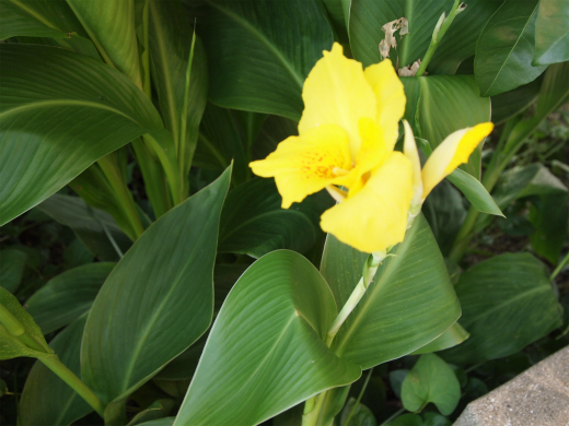 gurajiorasu gurajiorasu