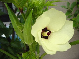 オクラの花