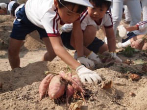 いもほり2012-2