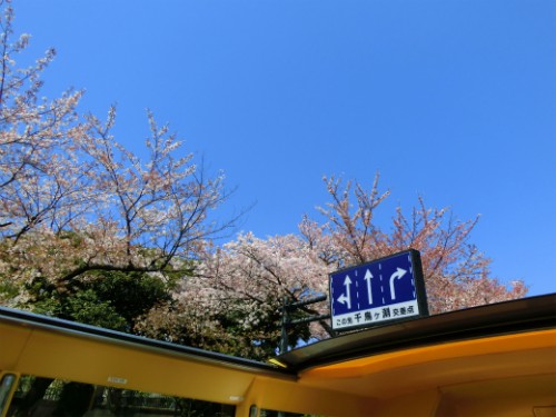 イギリス大使館前の桜