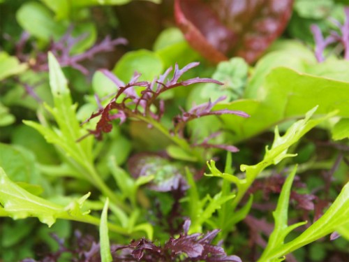 サラダミックス