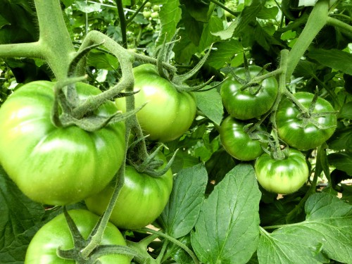 お宝トマト215 お宝トマト215