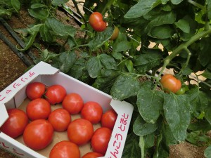 お宝トマト８