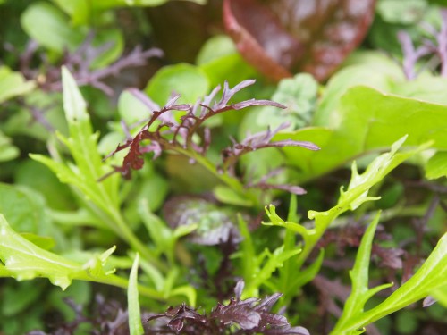 サラダミックス