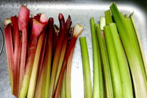 ルバーブ2015①