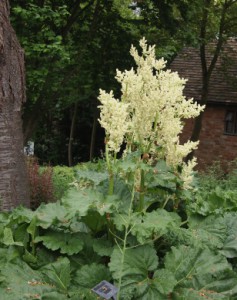 ルバーブの花