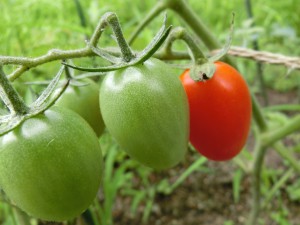 アイコ2015 アイコ2015