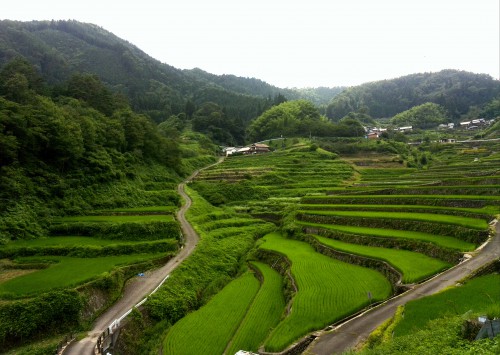 井仁の棚田2016年8月正