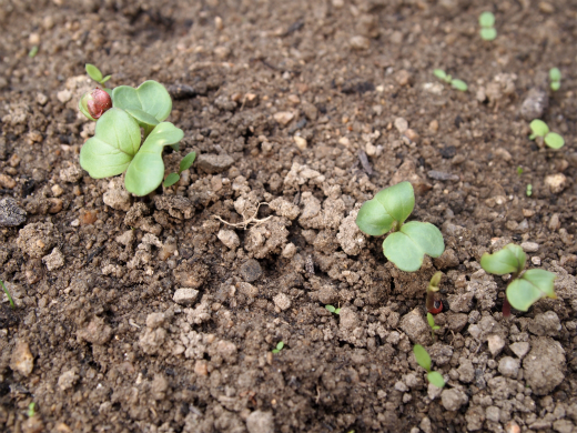 daikon2011