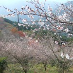 冬桜