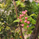 2010姫リンゴの花