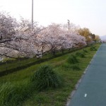 2010桜ウオーキング