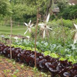 アン・ハサウエイ畑