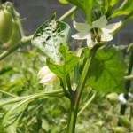 ピーマン炒め３