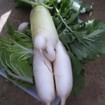 daikon