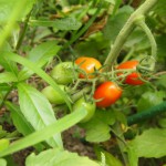 minitomato2