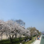 sakura2012