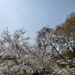 sakura2012 (2)