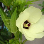 オクラの花