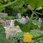 じゃがいも３-2