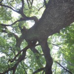 広島現代美術館７