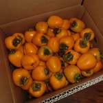 安芸太田の秋９