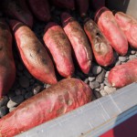 いもほり２０１２－４