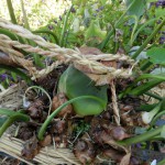 安芸太田の秋２