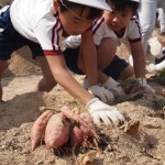 いもほり２０１２－２