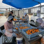 安芸太田の秋６