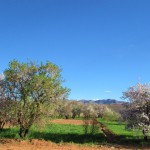 アーモンドの花