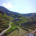 棚田2013－１