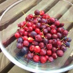 ジューンベリー収穫