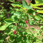 ジューンベリー２