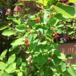 ジューンベリー