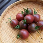 トスカーナバイオレット１