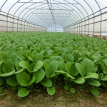 今田コマツナ３