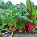 スイスチャード