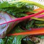 スイスチャード元気市