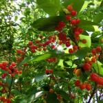 さくらんぼ2014正