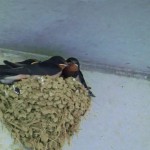 オーベルジュ４