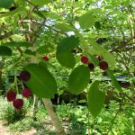 オーベルジュ１２